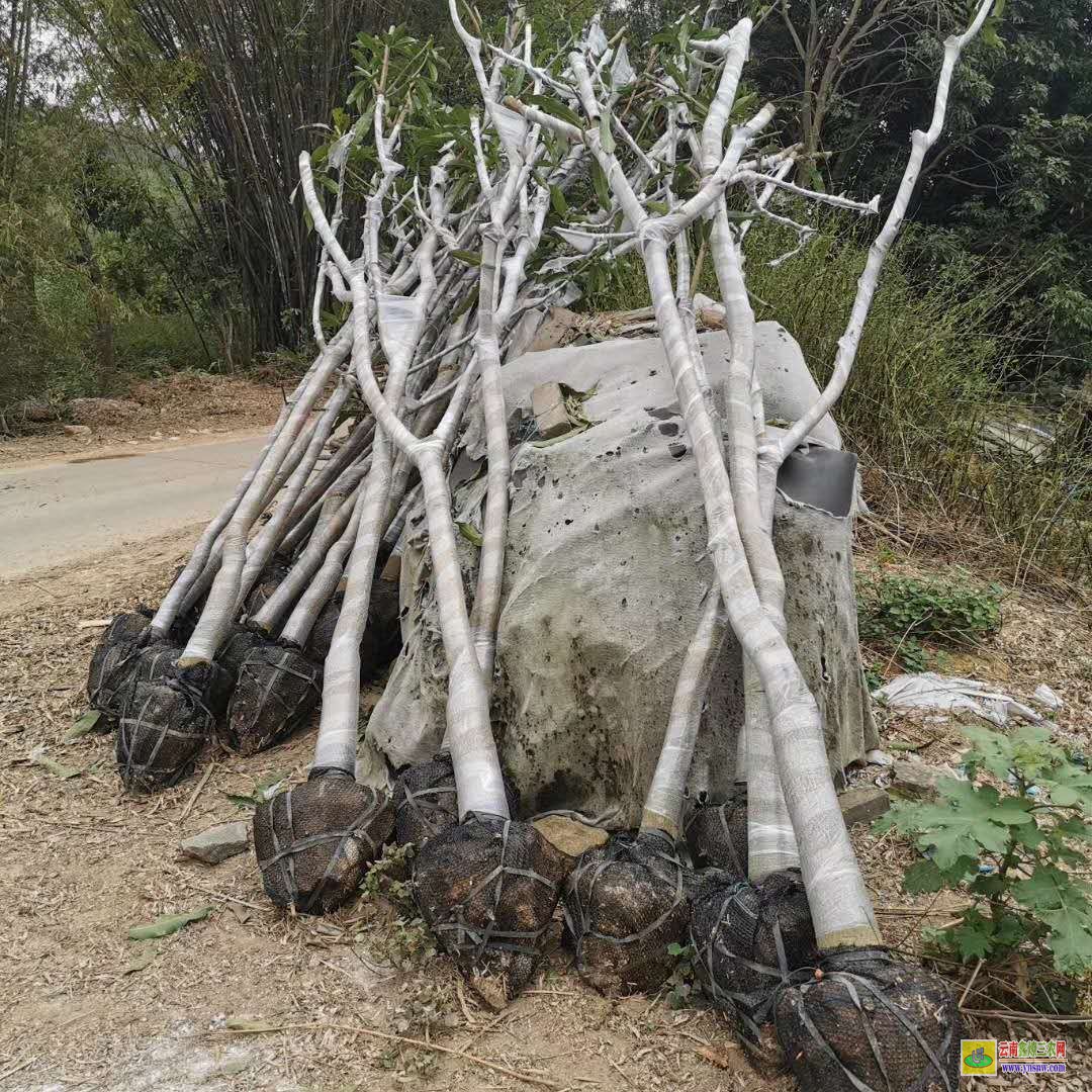 昆明晉寧芒果苗怎么培育出來(lái)|芒果苗品種|四季芒果苗