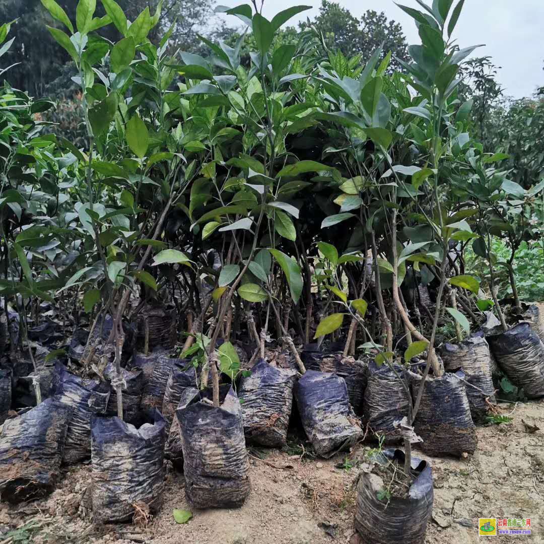 普洱江城芒果苗批發(fā)價|芒果苗品種|四季芒果苗