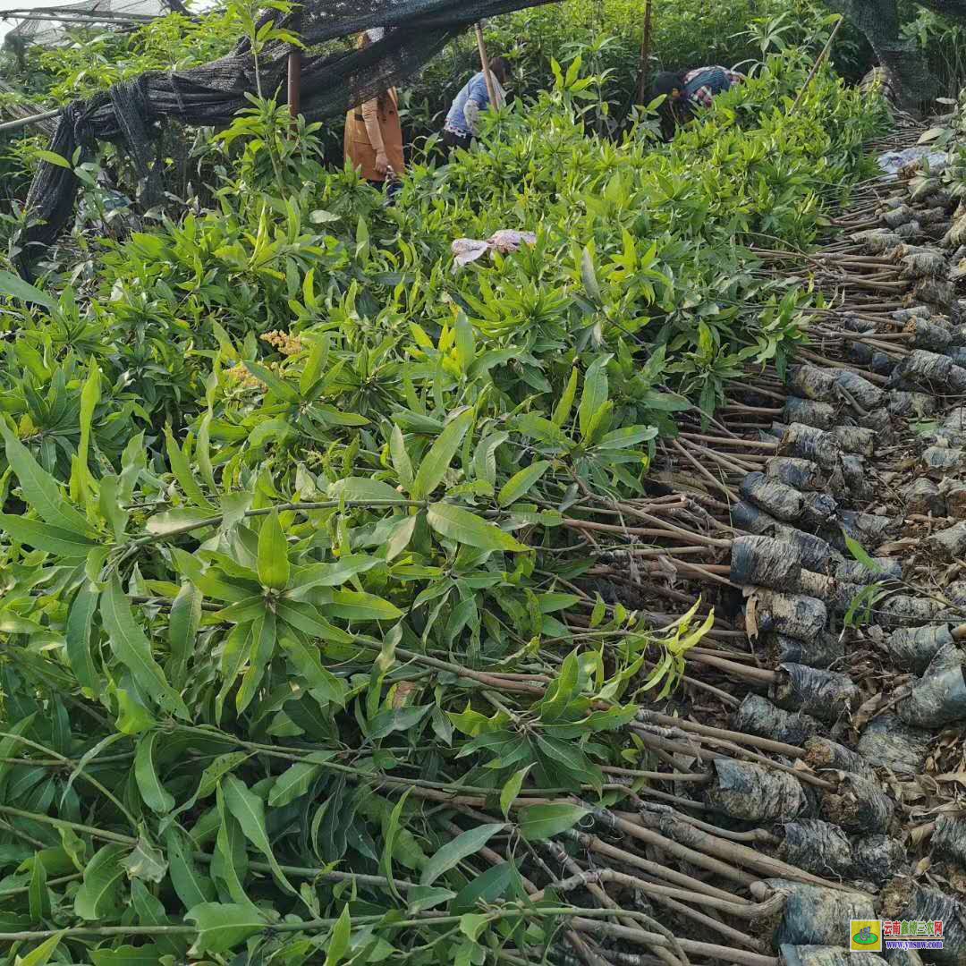 欽州浦北芒果苗多少錢一株|桂七芒果苗批發(fā)|四季芒果苗