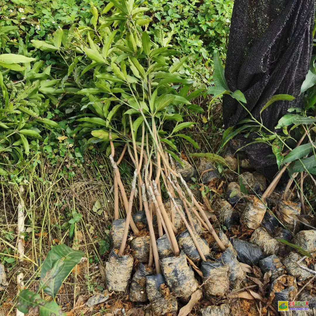 河池環(huán)江芒果苗基地|芒果苗品種|四季芒果苗