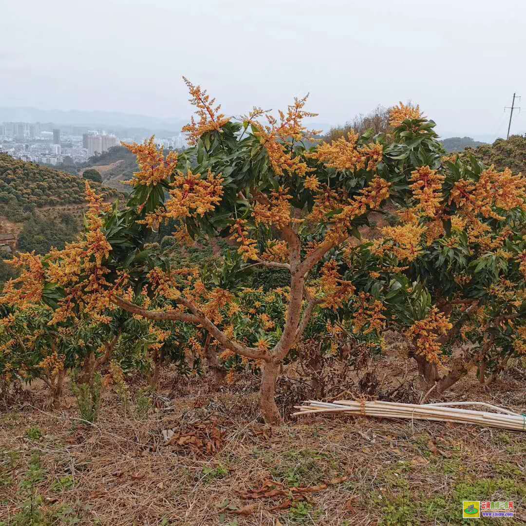 怒江福貢芒果苗長(zhǎng)什么樣子|海南芒果苗|四季芒果苗