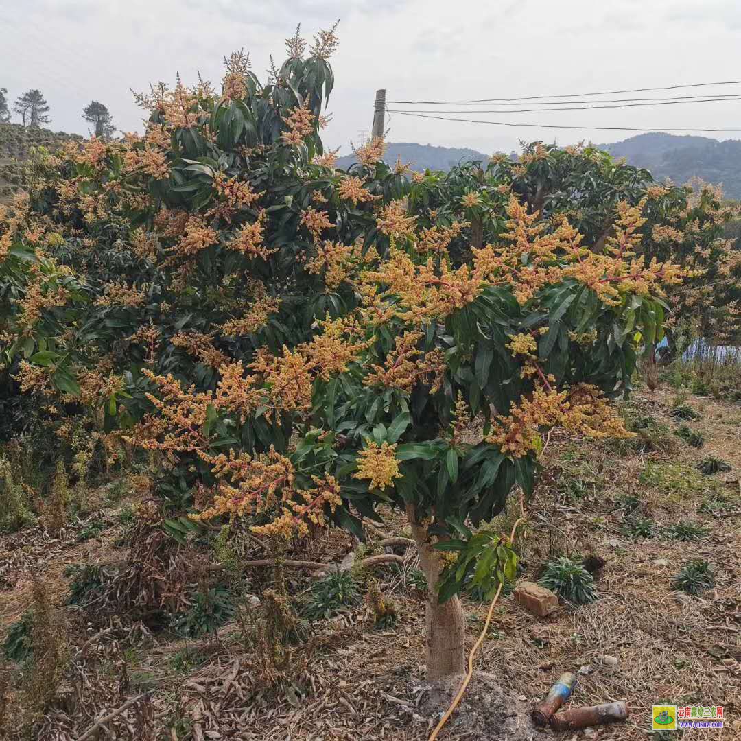 德宏盈江芒果苗方法|芒果苗品種|芒果苗批發(fā)市場