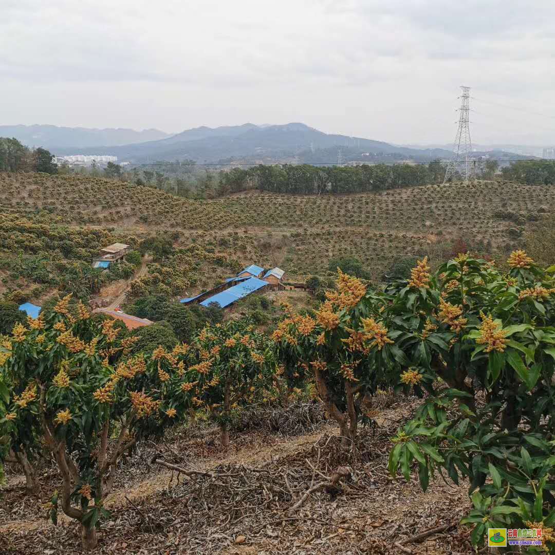 崇左寧明海南芒果苗價(jià)格|正宗芒果苗|四季芒果苗