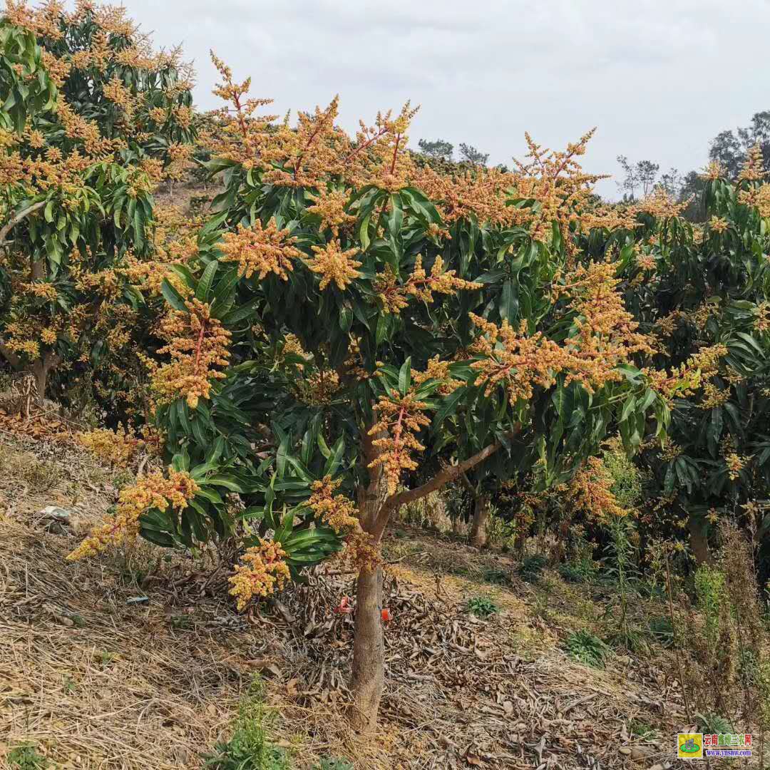 普洱江城芒果苗批發(fā)價|芒果苗品種|四季芒果苗