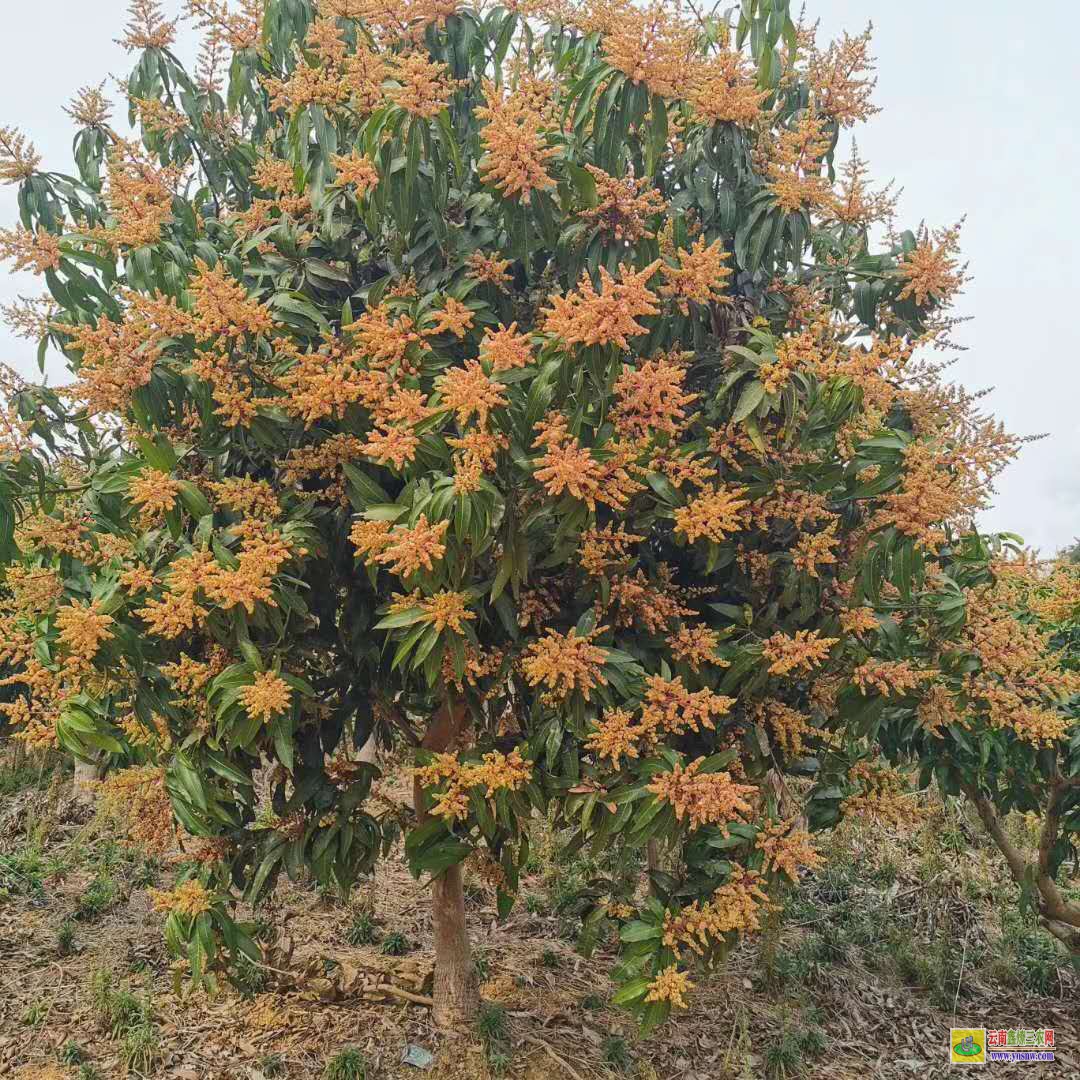 西雙版納勐海攀枝花芒果苗|桂七芒果苗批發(fā)|芒果苗批發(fā)市場