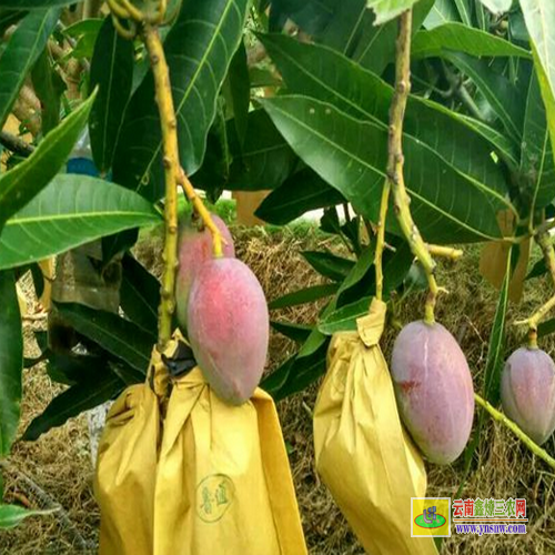 楚雄武定廣西靈山芒果苗|正宗芒果苗|四季芒果苗