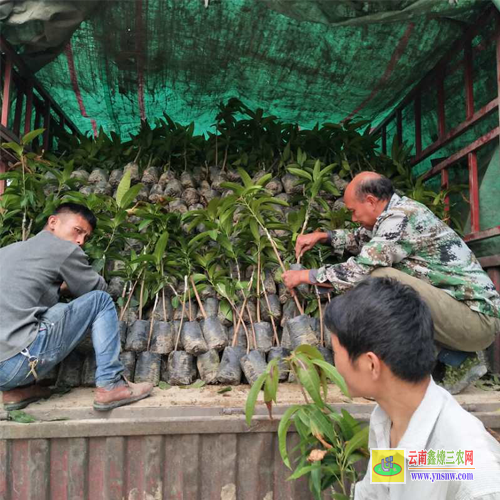 普洱景東芒果苗基地|芒果苗品種|四季芒果苗