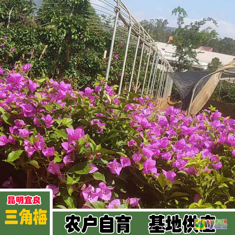 黔東臺(tái)江三角梅種植基地| 云南三角梅袋苗| 云南三角梅供應(yīng)商