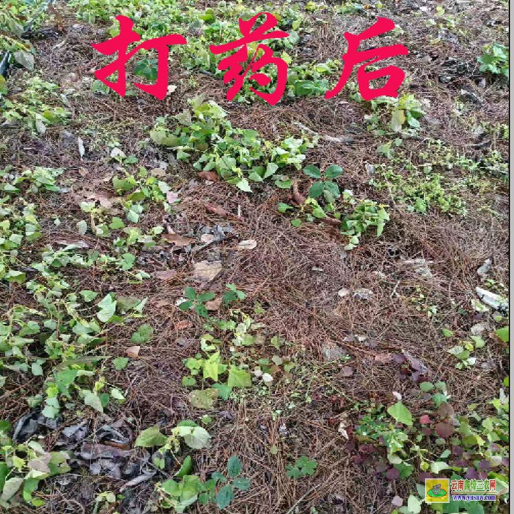 貴州重樓除草劑| 安徽重樓除草劑| 田間中藥材除草劑