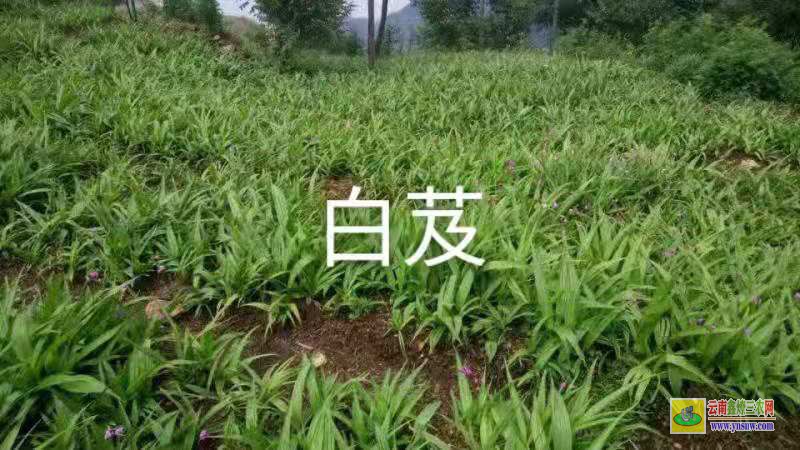 玉溪元江天冬怎么種植 天冬畝產(chǎn)多少 天冬的經(jīng)濟效益