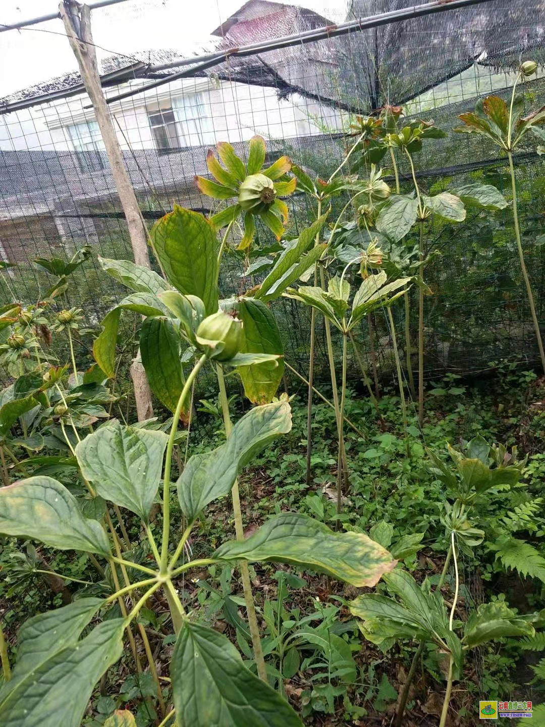 怒江免費(fèi)體驗重樓專用除草劑| 云南重樓除草劑| 重樓中藥材除草劑