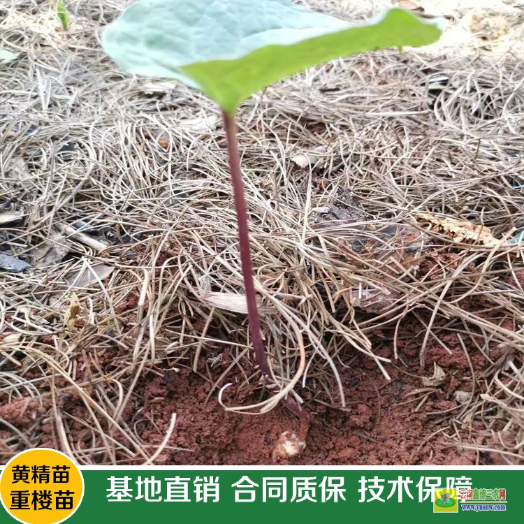 文山貴州重樓除草劑| 重樓除草劑廠家| 重樓中藥材除草劑