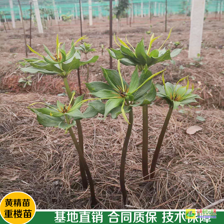 怒江免費(fèi)體驗重樓專用除草劑| 云南重樓除草劑| 重樓中藥材除草劑