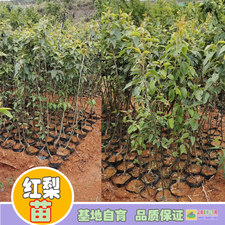 甘孜巴塘哪種紅梨新品種|紅梨苗種植|紅梨苗木哪里買