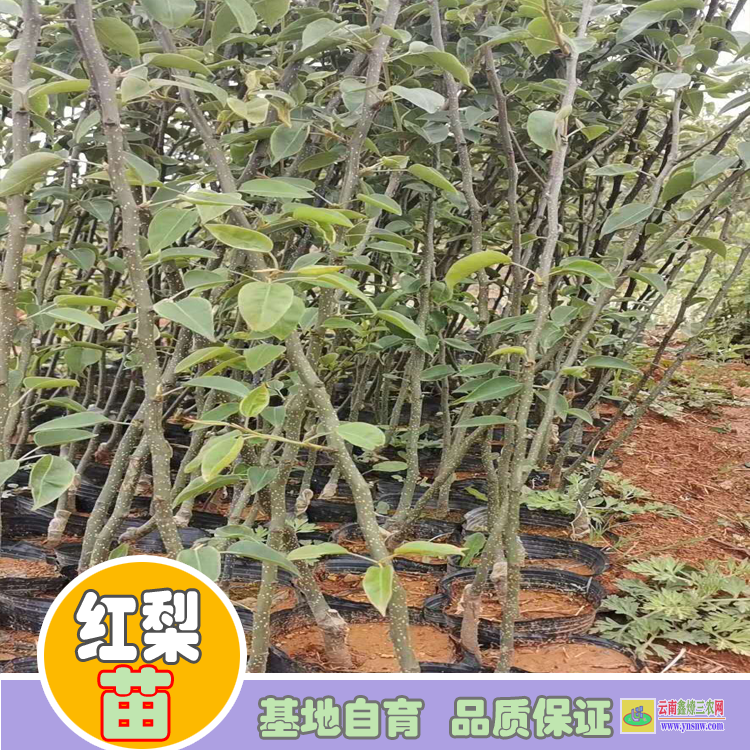 西雙版納勐海玉露香梨前景如何|紅梨苗木|紅梨苗品種