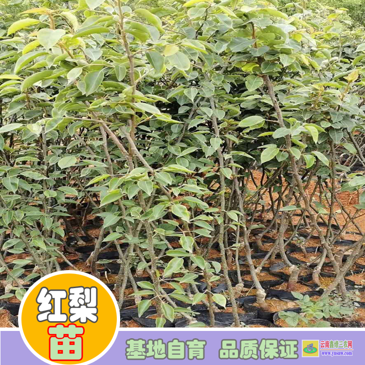 昆明西山海南黃花梨樹苗價(jià)格|紅梨苗批發(fā)|紅梨苗批發(fā)基地