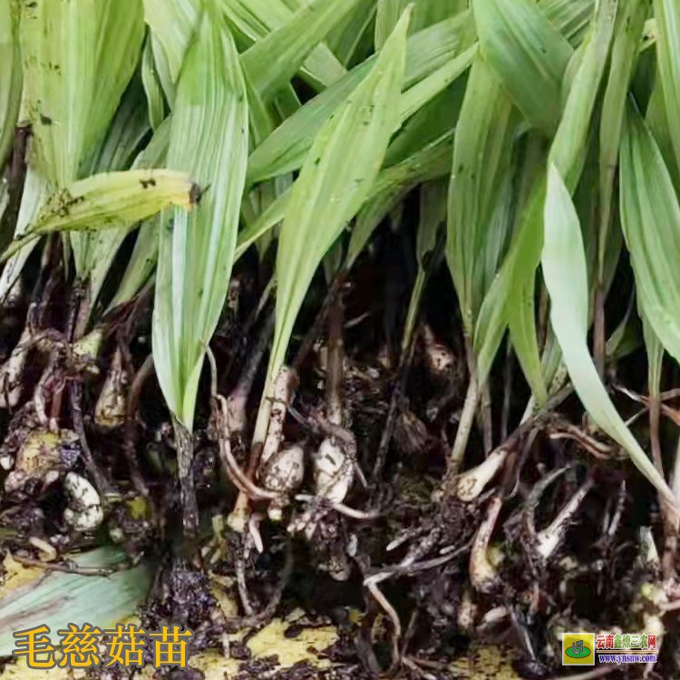 吉林毛慈菇種植技術(shù) 毛慈菇價(jià)格藥材市場 毛慈菇圖片