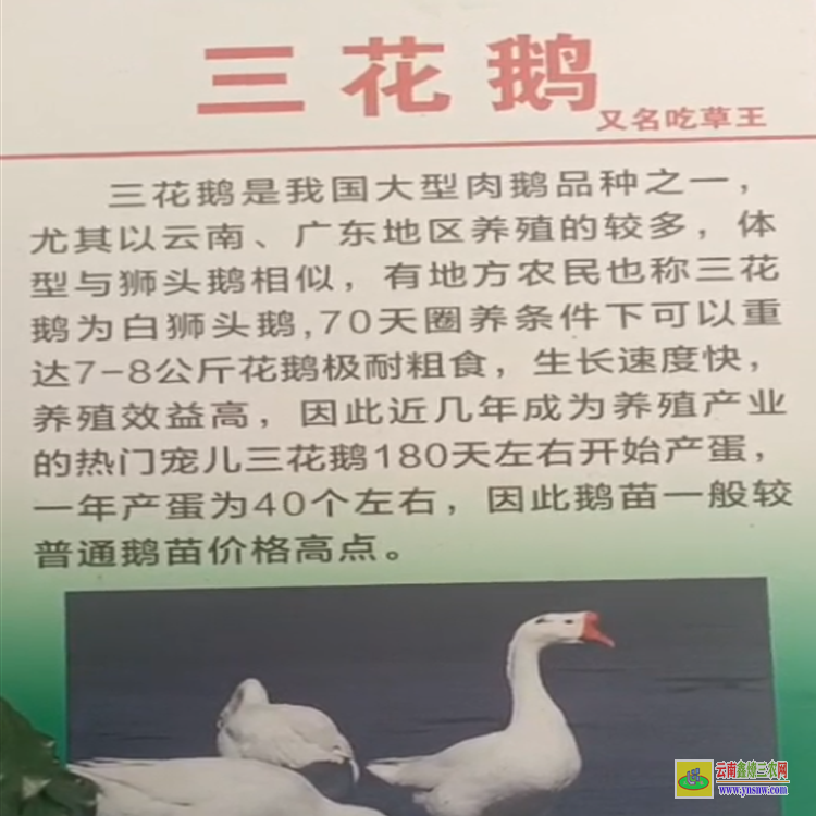 貴陽貴陽三橋鵝苗批發(fā)市場 三花鵝苗今日價(jià)格 三花鵝苗圖片