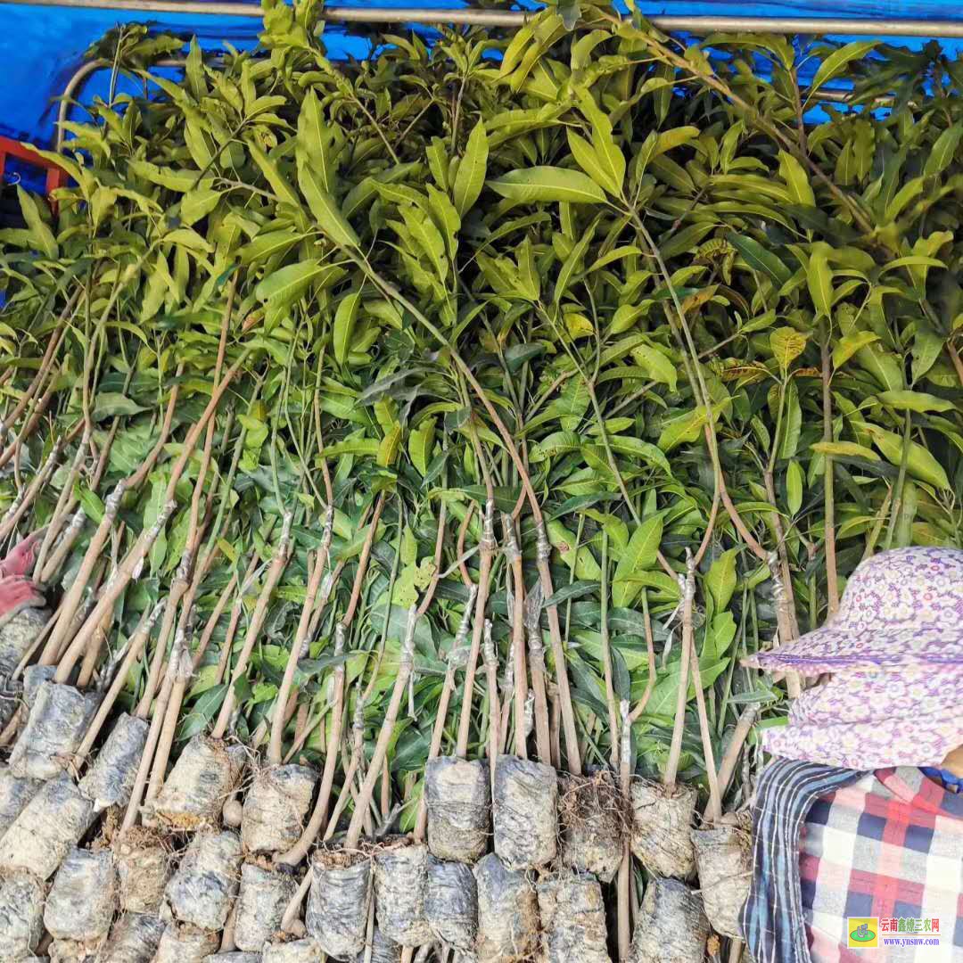 臨滄永德芒果苗如何栽種|澳芒果苗|芒果苗直播賣貨