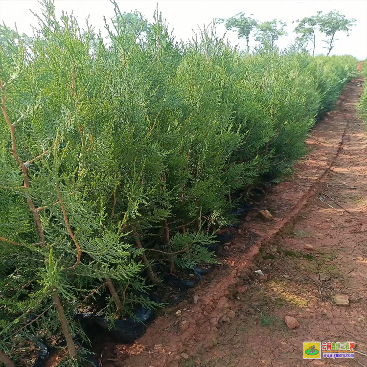 曲靖會澤側(cè)柏苗的種植方法 側(cè)柏苗木規(guī)格 側(cè)柏苗圖片