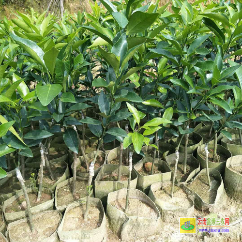 揭陽普寧芒果苗種植|海南芒果苗|芒果苗盆栽