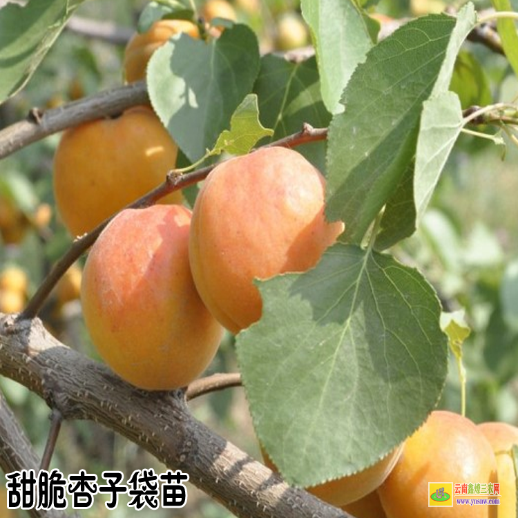 迪慶杏子苗木種植基地| 杏子苗木種植基地| 杏樹苗的培育方法