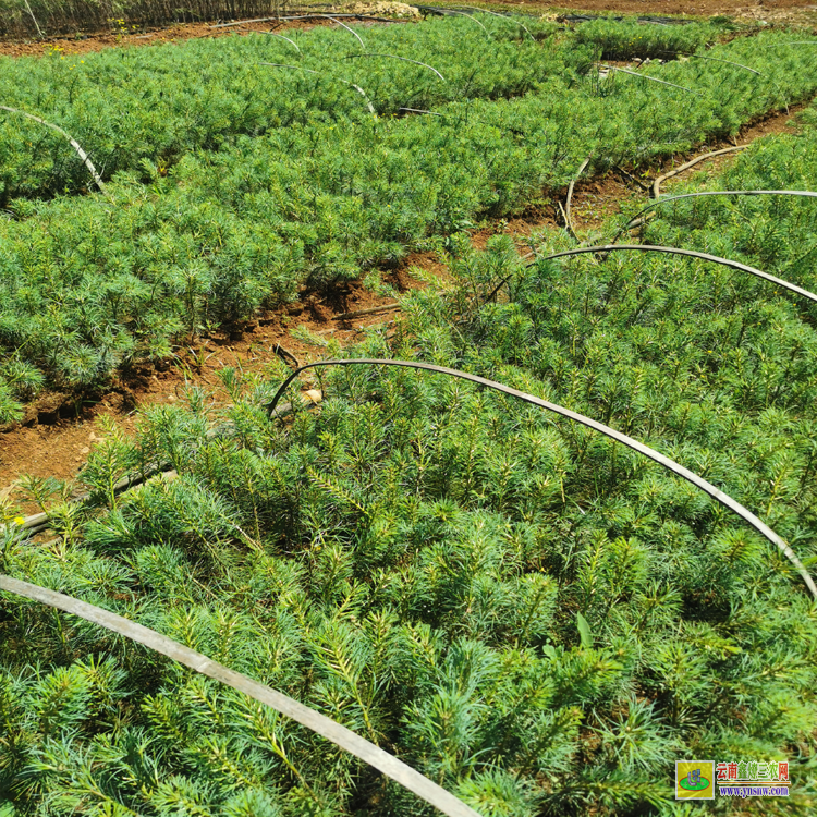 大理2米華山松苗木價(jià)格 |華山松苗木基地| 華山松苗木圖片