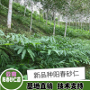 遂寧安居春砂仁多少錢一斤| 砂仁苗種植育苗出售|砂仁苗采購