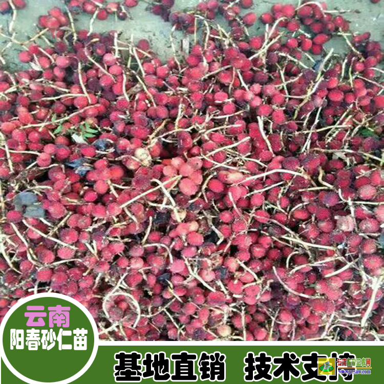 遂寧安居春砂仁多少錢(qián)一斤| 砂仁苗種植育苗出售|砂仁苗采購(gòu)