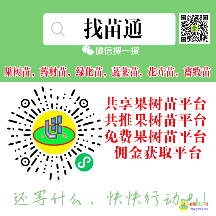 楚雄果樹苗用什么肥料好| 果樹苗是怎么種出來的 果樹苗木