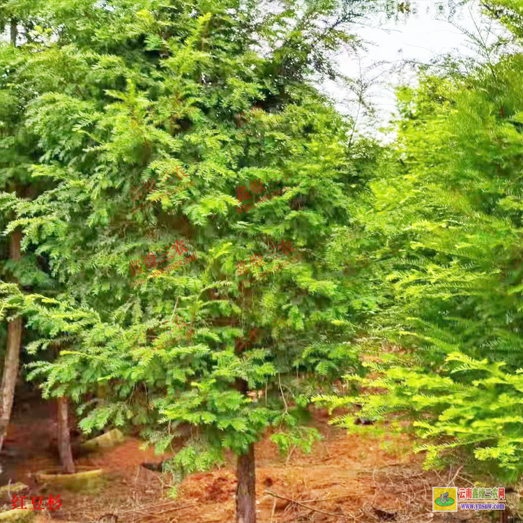 大理賓川紅豆杉苗木報價| 江蘇紅豆杉苗 紅豆杉苗木基地