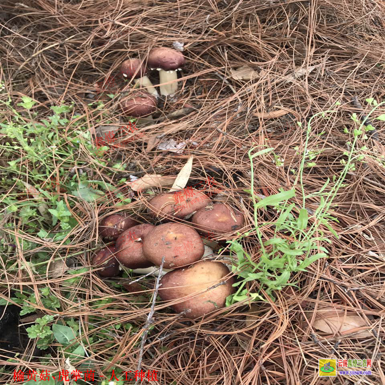 百色榆黃菇種植技術(shù) 榆黃菇種植注意事項 榆黃菇種植溫度