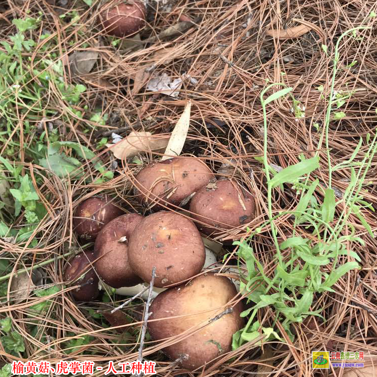 汕頭虎掌菌種植技術(shù) 人工種植黑虎掌要求 虎掌菌人工種植