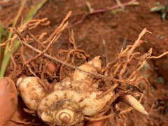 昭通白芨苗基地批發(fā)價| 白芨苗怎么栽 白芨苗哪里有賣圖2