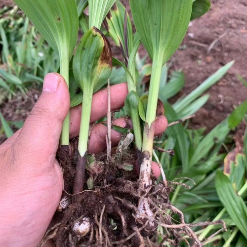 臨滄白芨苗多少錢一株| 白芨苗怎么栽 白芨苗哪里有賣