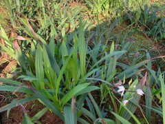 保山白芨種子育苗方法| 白芨苗怎么賣 白芨苗哪里有圖1