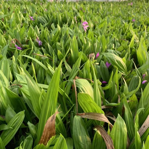 怒江白芨苗批發(fā)市場| 怒江白芨苗怎么樣 文山白芨苗怎么樣