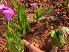 遵義白芨苗多少錢一株| 德宏白芨苗怎么樣 山東白芨苗怎么樣圖2