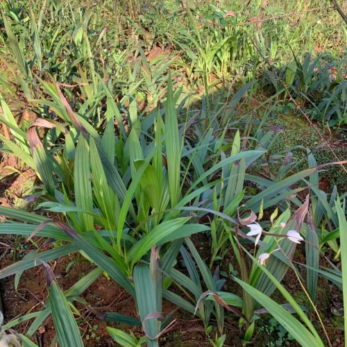 黔南亳州中藥材白芨苗| 白芨苗怎么育 哪里買(mǎi)白芨苗