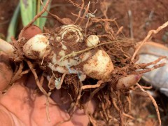 西雙版納白芨苗批發(fā)市場| 怒江白芨苗怎么樣 白芨苗哪里有圖1