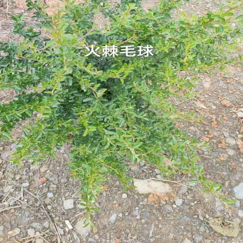 廣東火棘球苗木| 華山松苗木 華山松苗木規(guī)格