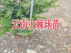 湖南火棘球苗木| 華山松苗木 華山松苗木規(guī)格圖3