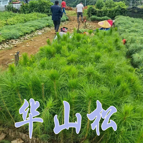 米徑2cm華山松苗價格 華山松的種植時間和方式