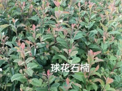 云南球花石楠苗木基地 昆明球花石楠苗圃 球花石楠花圖2