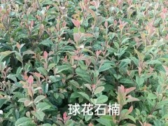 云南球花石楠苗木基地 昆明球花石楠苗圃 球花石楠花圖3