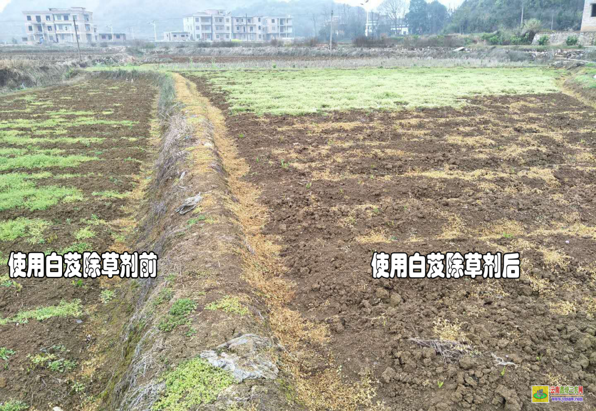 普洱麥冬除草劑 昭通除草劑 曲靖生姜除草劑廠家