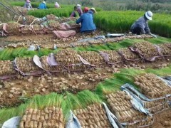 金平濕地松苗多少錢一棵 羅漢松苗基地| 濕地松苗多少錢一株圖3