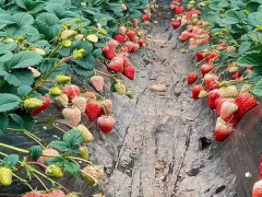 會澤西紅柿供應(yīng)|會澤縣春輝蔬菜種植有限公司|西紅柿供應(yīng)圖2