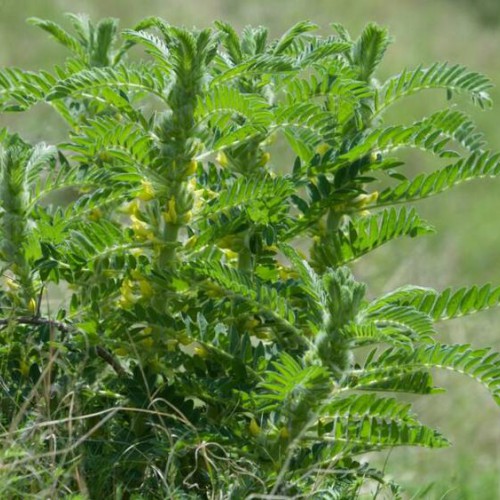 白芨種植條件和方法？白芨種子多少錢一斤？2020年鮮白芨價格