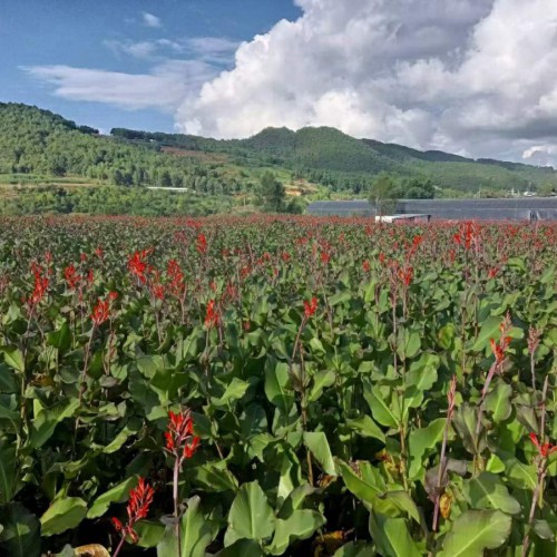 臨滄新鮮芭蕉芋怎么做好吃 芭蕉芋淀粉價格多少一噸